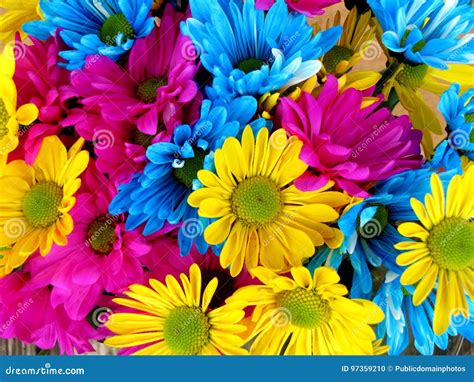 Flower Yellow Cut Flowers Flowering Plant Picture Image 97359210