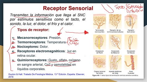 New Clasificaciã³n De Los Receptores Sensoriales Image Mercio Mapa