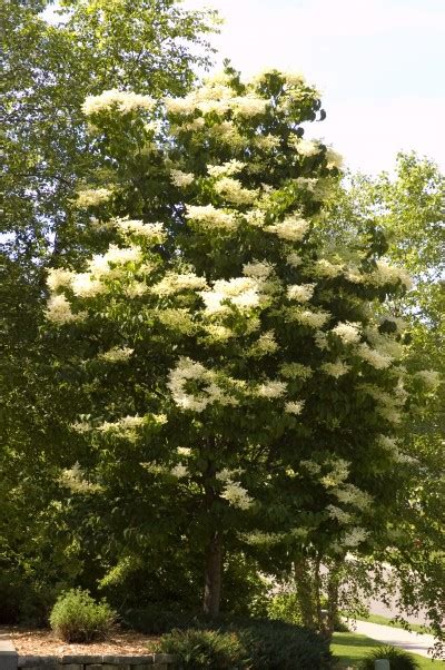 Ivory Silk® Lilac Trees Today Nursery