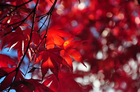 Autumn Foliage Branches Maple Hd Wallpaper Rare Gallery