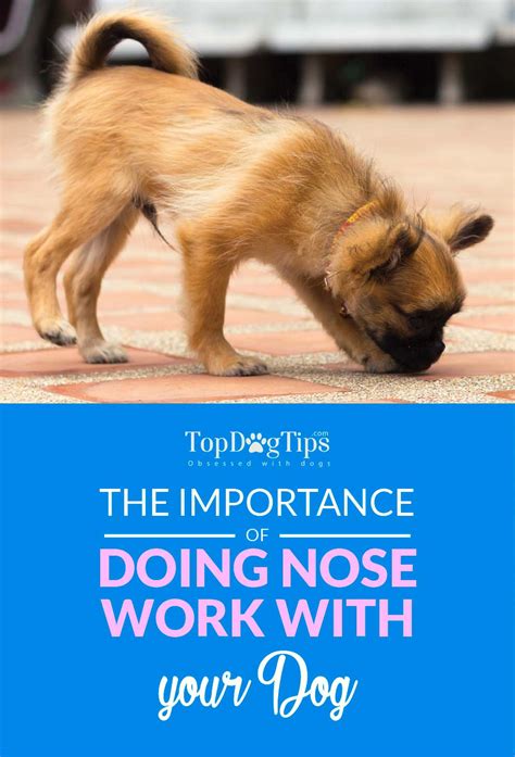 The Importance Of Nose Work For Dogs And How To Train Dogs For It