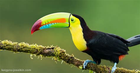 Toco Toucan History Of Animals In The World