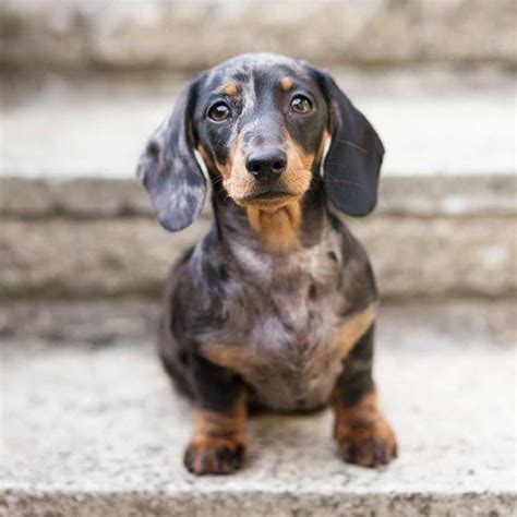 All About The Friendly Daschund Pups Personality Daschundonly