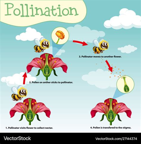 Diagram Showing Pollination With Bee And Flowers Vector Image