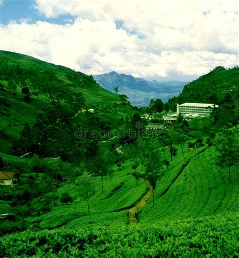 Use them in commercial designs under lifetime, perpetual & worldwide rights. Tea Plantation In Munnar, India - Pallivasal Estate And ...