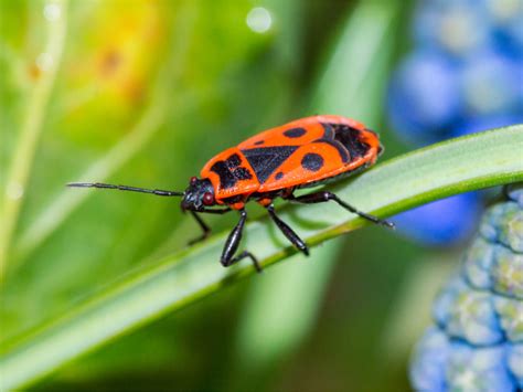 Top Imagen Petit Insecte Rouge Maison Fr Thptnganamst Edu Vn