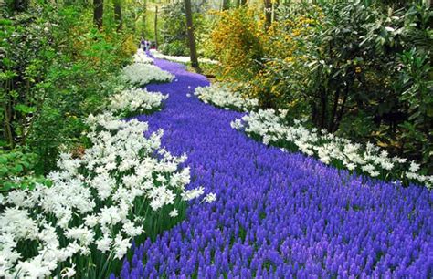 Currently, there are a large number of varieties being grown for the floral trade in several countries throughout the world. Keukenhof The Largest Flower Garden In The World
