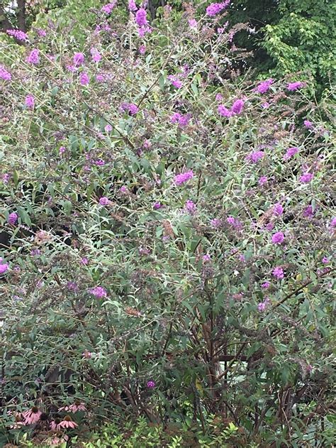 Purple Flowering Bush Identification Uk Top 10 Plants With Purple