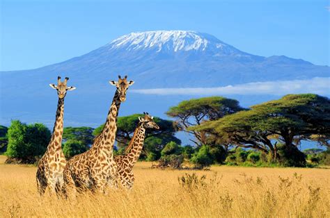 Tanzania Vacation Packages Travel Tips And Tours Liberty Travel