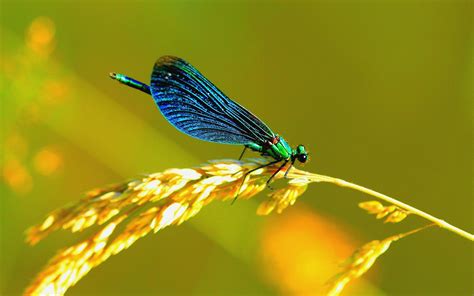 Dragonfly Wallpaper 68 Images