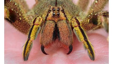 Most Dangerous Spiders In The World With Pictures Top 10 Bscholarly