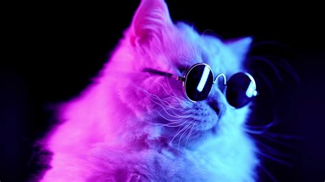 500 Wallpaper Cool Cats For Free Myweb