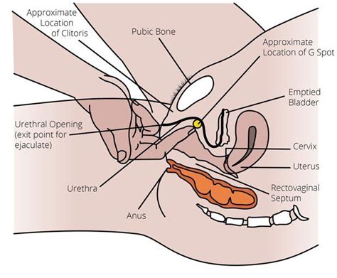 Best Sex Positions To Hit G Spot XXX Sex Images Comments 3