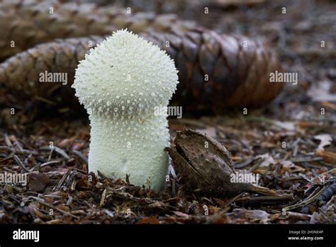 Edible Mushroom Lycoperdon Perlatum In Spruce Beech Forest Known As