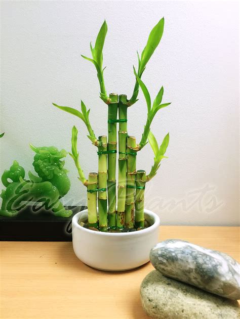 1 Lucky Bamboo Ribbon Plant Evergreen Indoor Bonsai In Ceramic Pot For