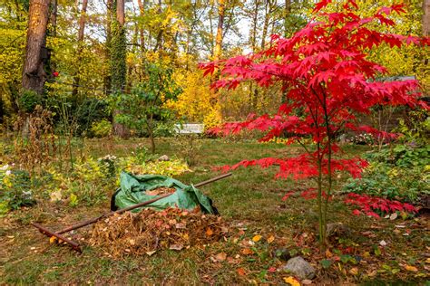 Fall Gardening Tips How To Prepare Your Garden For Fall Gardening