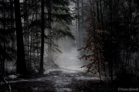 Dark Forest Forest Background Misty Forest Misty