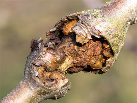 Canker On Plum Trees