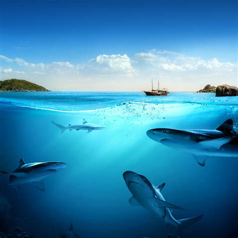 Underwater Wallpapers Ocean Free Images Cool Hd Wallpapers