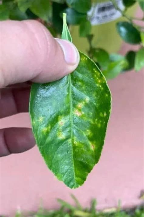 11 Causes Of Yellow Spots On Lemon Tree Leaves And Treatment Garden