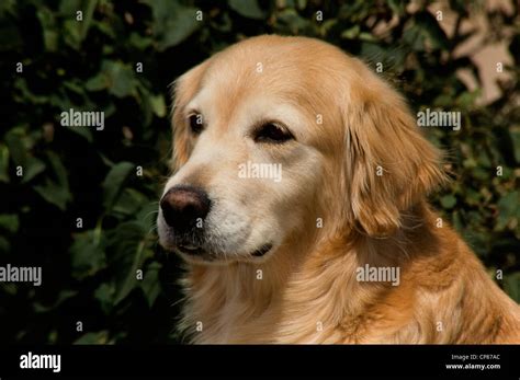 Golden Retriever Head Shots Portraits