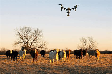 Drone Counting Cattle Drone HD Wallpaper Regimage Org