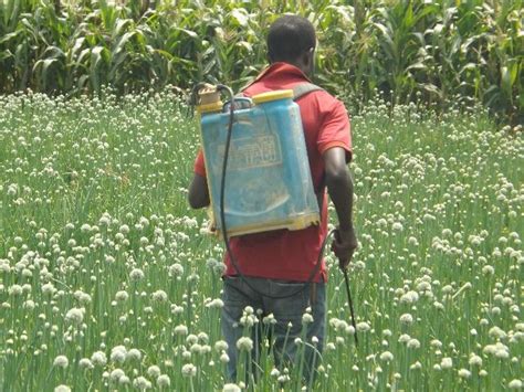 Synthetic Pesticides In Africa The Good The Bad And The Ugly Agrilinks