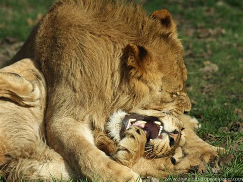 lions fighting | My HD Animals