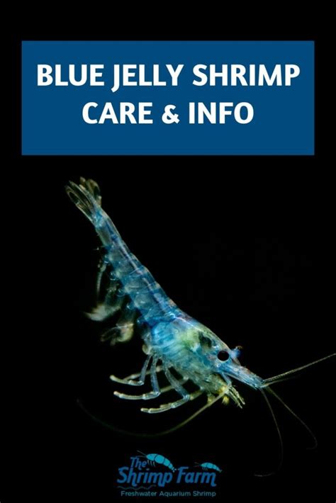Blue Jelly Shrimp Neocaridina Davidi Blue Jelly Care Info The