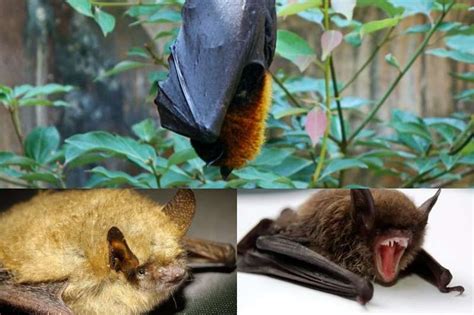 How And What Do Bats Eat And Drink All About Bat Foods