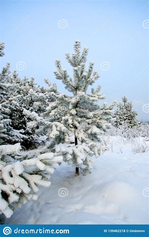 Beautiful Winter Forest Landscape Of Spruce Forest Stock