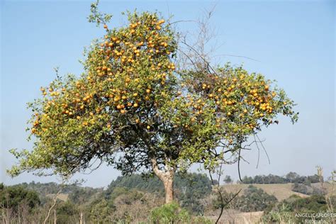 The Lemon Tree Of Yellow Fruits Stock Photo Image Of Crop Farm