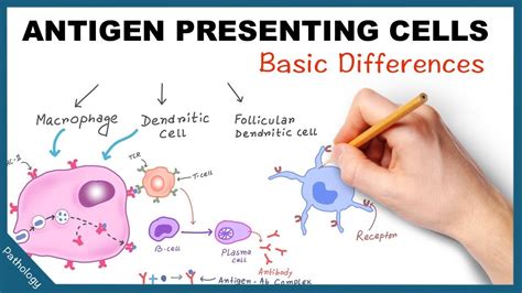 Antigen Presenting Cells Few Basic Differences Youtube