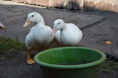 Duck Vs Chicken Eggs 10 Reasons Its Time To Make A Change Chicken