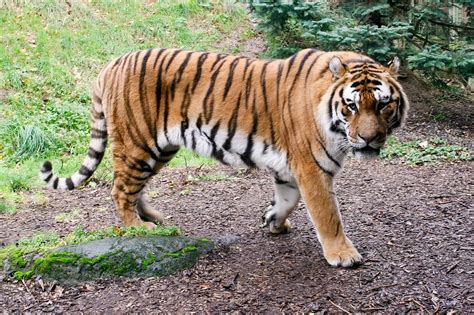 3422 Sumatran Tiger Dublin Zoo Ireland Matthijs Van Wageningens