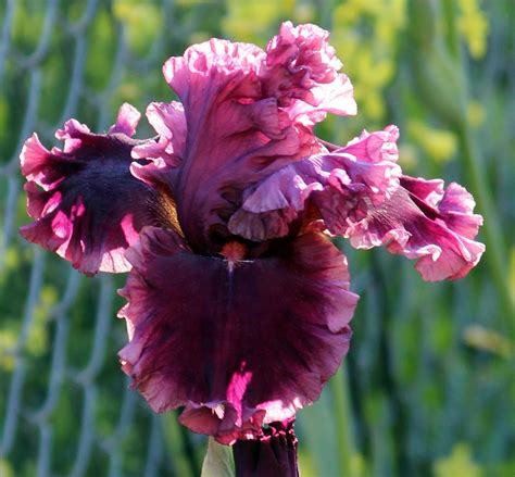 World Of Irises Talking Irises Tall Bearded Irises