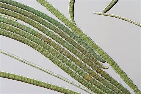 Cianobacterias Algas Verdeazuladas O Cianófitos Ciencia Y Biología