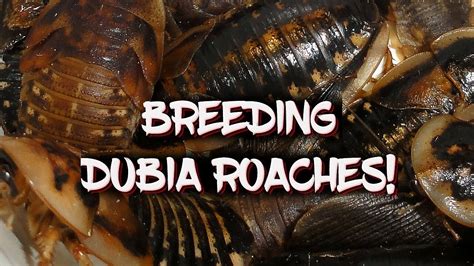 breeding dubia roaches youtube
