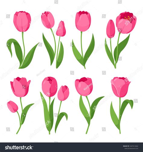 Tulips Vector Set Colorful Tulips Flowers Stock Vector Royalty Free