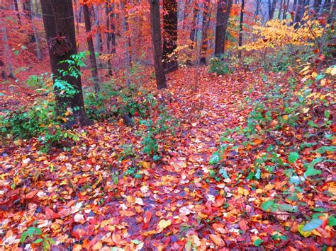 Path And Fall Foliage Forest In November In Autumn Stock Image Image