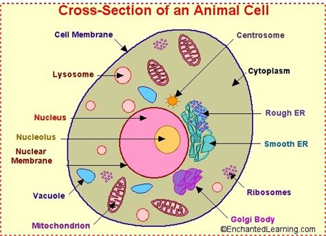 Picture of animal cell organelles. The Living Environment Regent/Review/Prep/Cheat Sheet ...