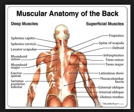 Muscles that act on the back. Manuelvaev
