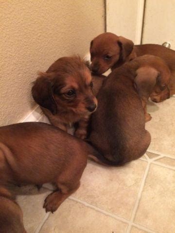 Learn more about hope dachshunds in oregon. Dachshund puppies - 6 weeks old for Sale in Beaverton ...