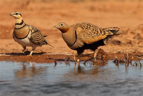 Premium Photo Black Bellied Sandgrouse And Pin Tailed Sandgrouse In