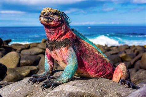 10 Best Galapagos Islands Tours And Trips From Quito Tourradar