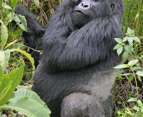 Wildlife Photo Of The Week Silverback Gorilla In Africa
