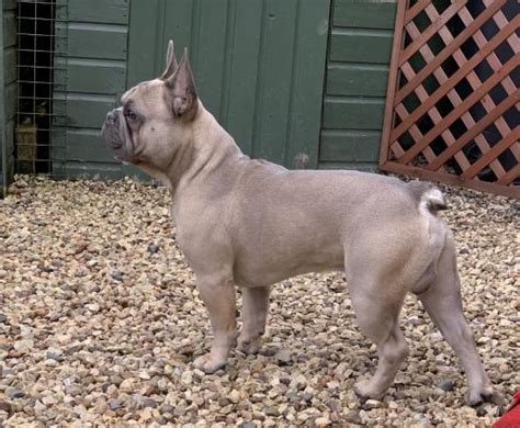 Like the french bulldog, the blue french bulldog is a stocky but small dog. Blue & Tan French Bulldog Stud **SHORT NOTICE** For Stud ...