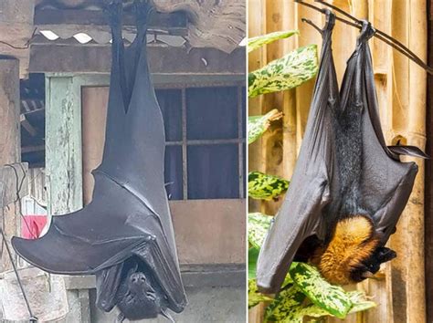What Size Is The Human Sized Flying Fox Bat And Where Is It From