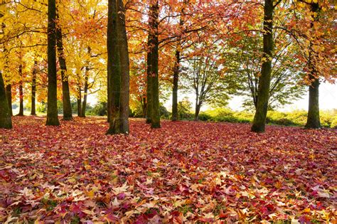 Red Autumn Trees Stock Photos Motion Array