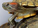 巴西紅耳龜:形態特徵,雌雄鑑別,生活習性,生長繁殖,種群分布,人工養殖,環境要求,_中文百科全書
